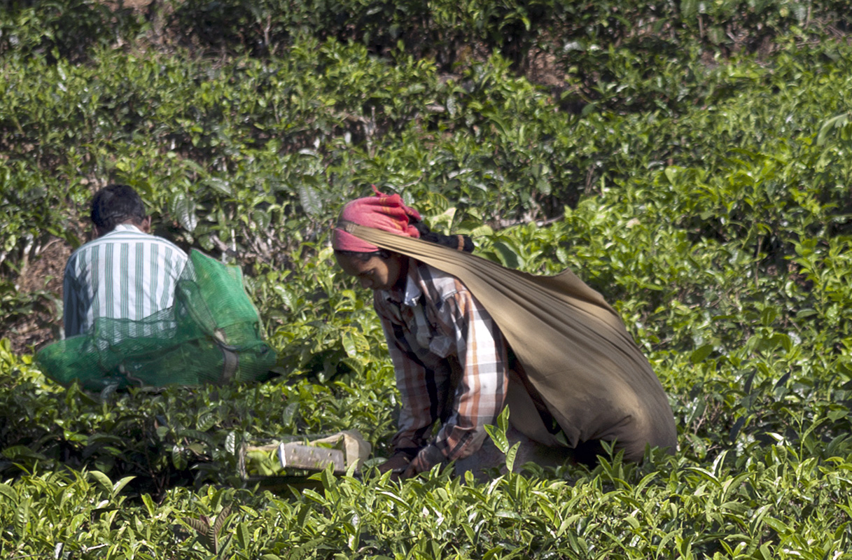 Tea Pickers 1